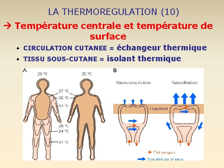 LA THERMOREGULATION (10) Température centrale et température de surface • CIRCULATION CUTANEE = échangeur