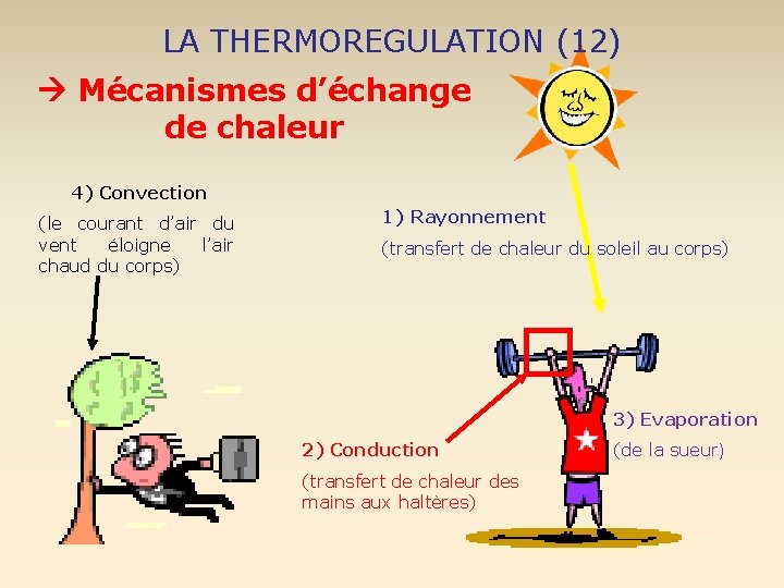 LA THERMOREGULATION (12) Mécanismes d’échange de chaleur 4) Convection (le courant d’air du vent