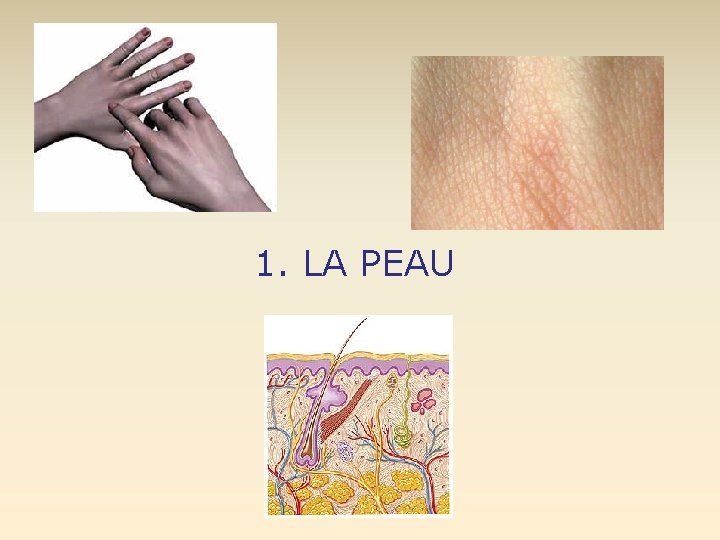 1. LA PEAU 