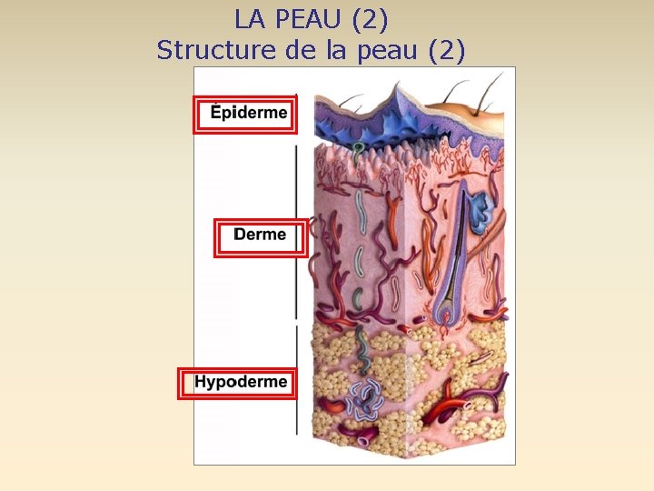 LA PEAU (2) Structure de la peau (2) 