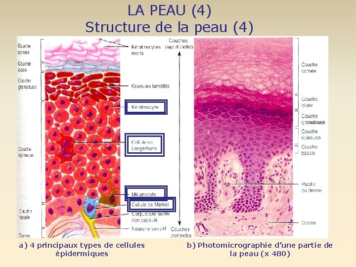 LA PEAU (4) Structure de la peau (4) a) 4 principaux types de cellules