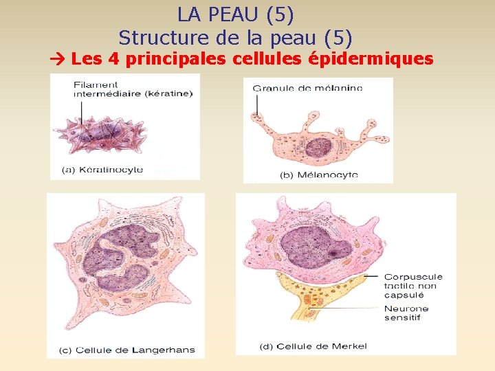 LA PEAU (5) Structure de la peau (5) Les 4 principales cellules épidermiques 