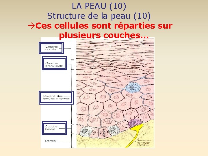 LA PEAU (10) Structure de la peau (10) Ces cellules sont réparties sur plusieurs