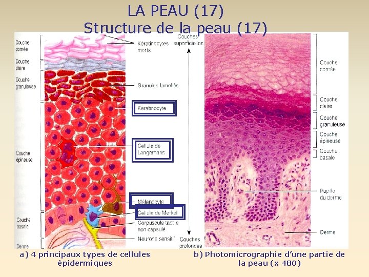 LA PEAU (17) Structure de la peau (17) a) 4 principaux types de cellules