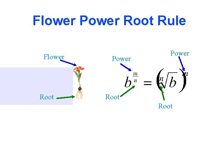 Flower Power Root Rule Flower Root Power Root 