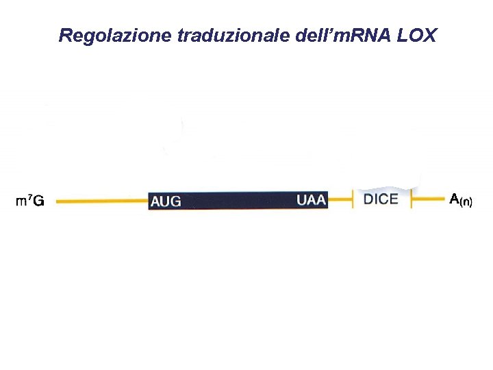 Regolazione traduzionale dell’m. RNA LOX 