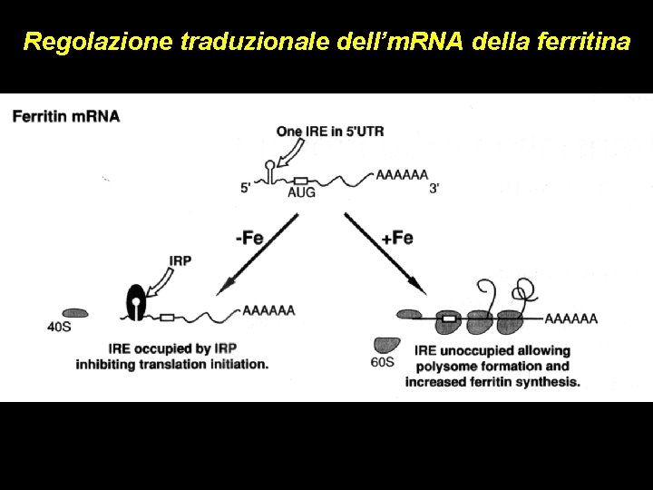 Regolazione traduzionale dell’m. RNA della ferritina 