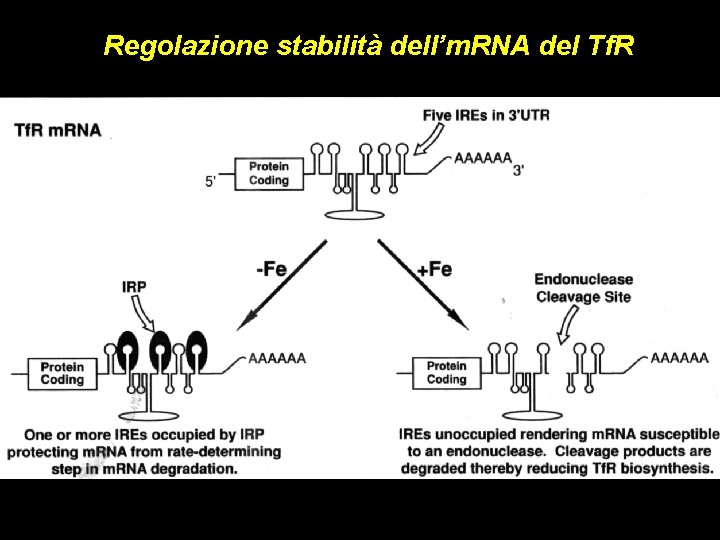 Regolazione stabilità dell’m. RNA del Tf. R 
