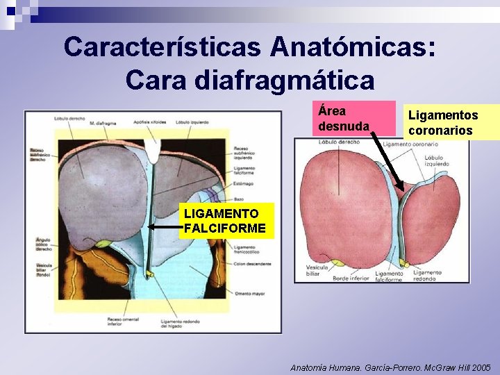 Características Anatómicas: Cara diafragmática Área desnuda Ligamentos coronarios LIGAMENTO FALCIFORME Anatomía Humana. García-Porrero. Mc.