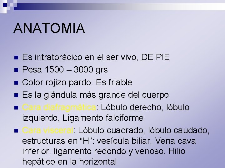 ANATOMIA n n n Es intratorácico en el ser vivo, DE PIE Pesa 1500