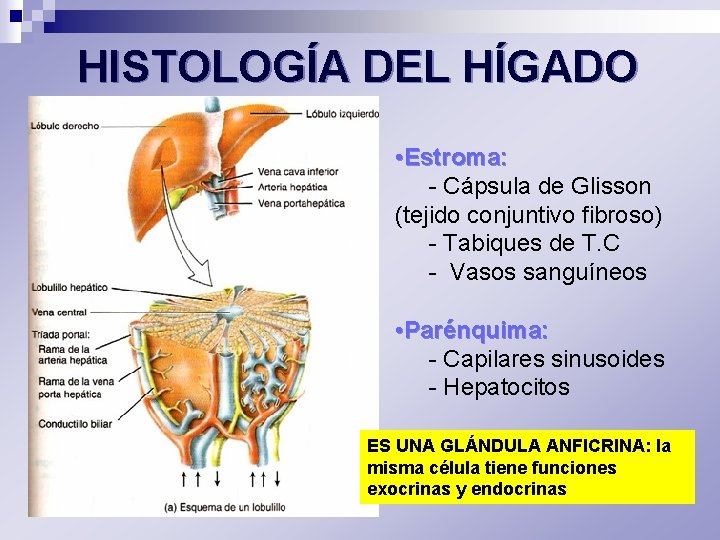HISTOLOGÍA DEL HÍGADO • Estroma: - Cápsula de Glisson (tejido conjuntivo fibroso) - Tabiques