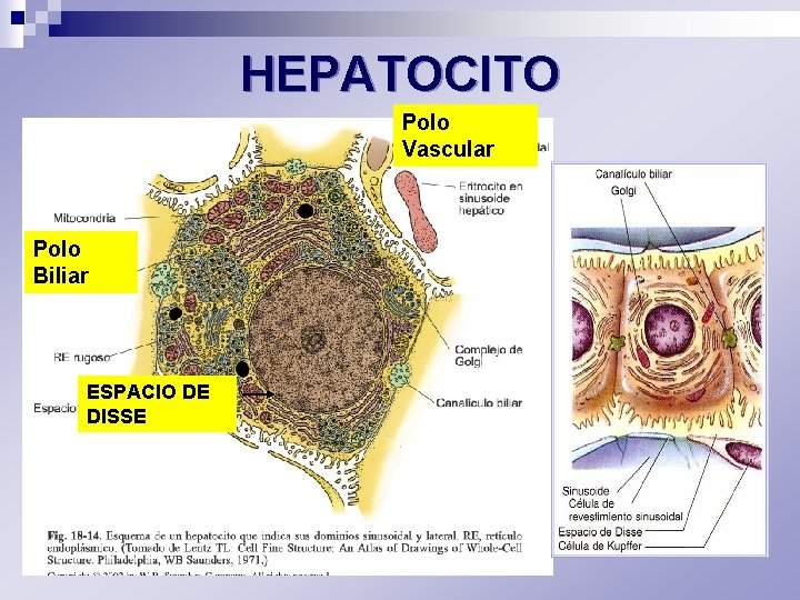 HEPATOCITO Polo Vascular Polo Biliar ESPACIO DE DISSE 