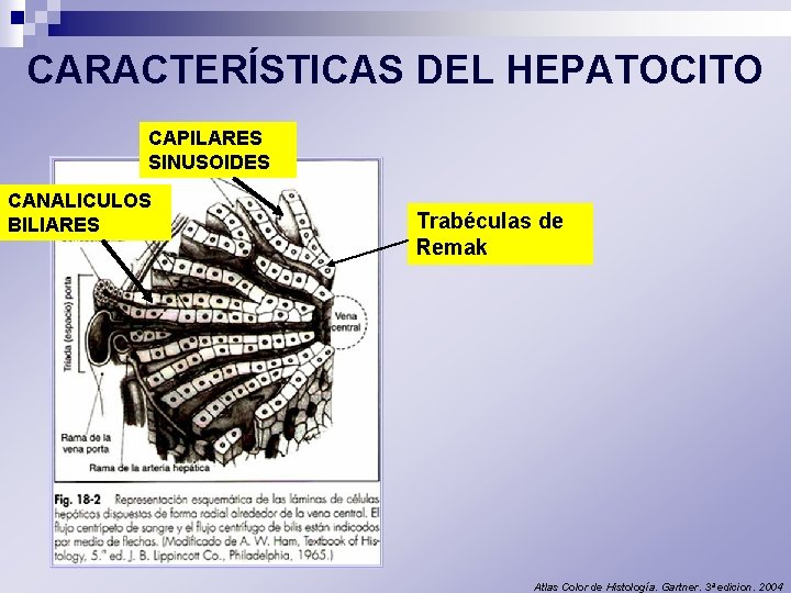CARACTERÍSTICAS DEL HEPATOCITO CAPILARES SINUSOIDES CANALICULOS BILIARES Trabéculas de Remak Atlas Color de Histología.