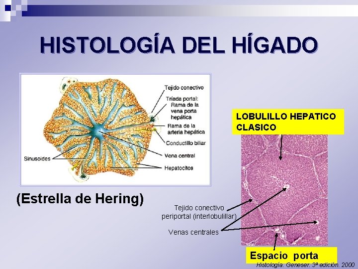 HISTOLOGÍA DEL HÍGADO LOBULILLO HEPATICO Lobulillo hepático CLASICO (Estrella de Hering) Tejido conectivo periportal