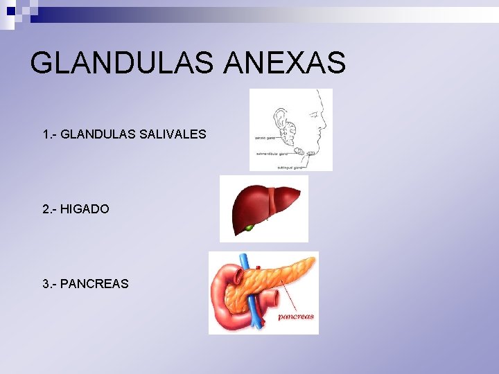 GLANDULAS ANEXAS 1. - GLANDULAS SALIVALES 2. - HIGADO 3. - PANCREAS 