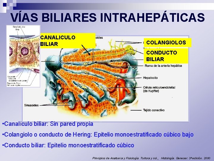 VÍAS BILIARES INTRAHEPÁTICAS CANALICULO BILIAR COLANGIOLOS CONDUCTO BILIAR • Canalículo biliar: Sin pared propia