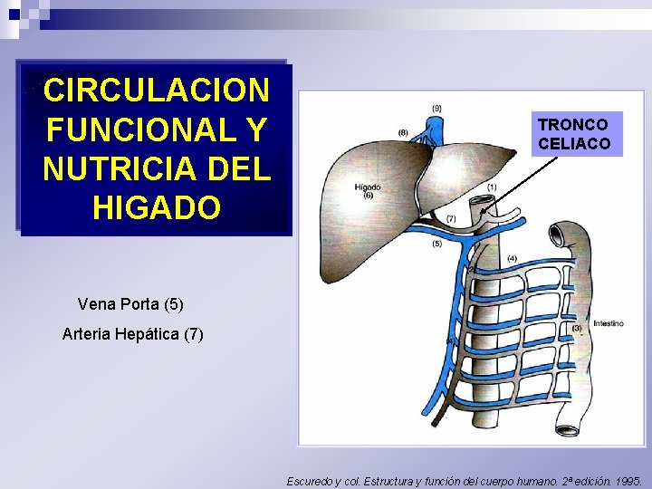 CIRCULACION FUNCIONAL Y NUTRICIA DEL HIGADO TRONCO CELIACO Vena Porta (5) Arteria Hepática (7)