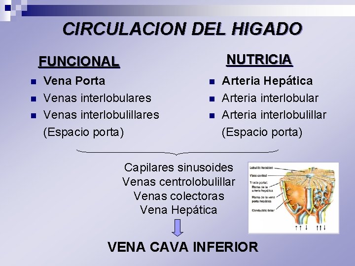 CIRCULACION DEL HIGADO NUTRICIA FUNCIONAL n n n Vena Porta Venas interlobulares Venas interlobulillares