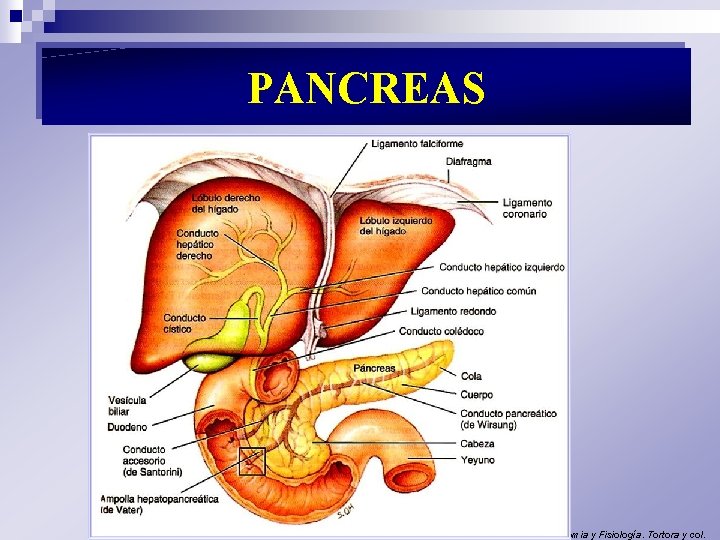 PANCREAS Principios de Anatomia y Fisiología. Tortora y col. 