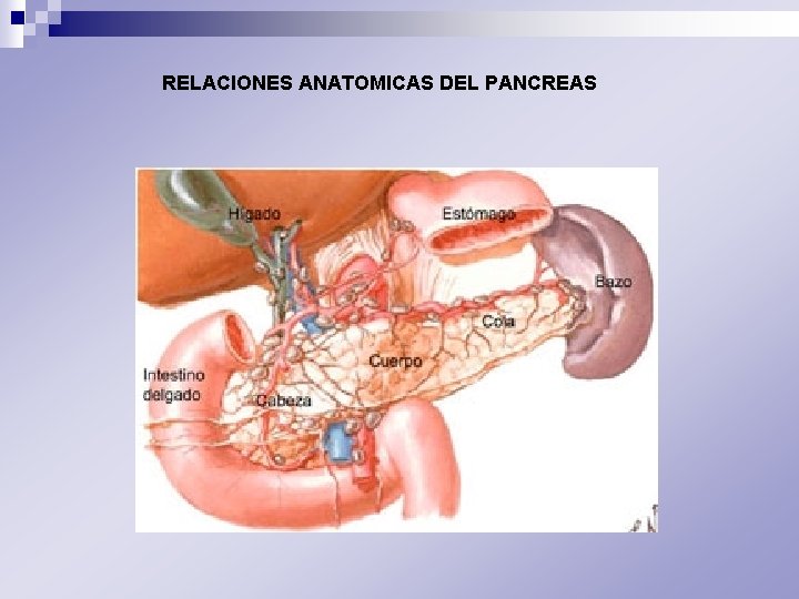 RELACIONES ANATOMICAS DEL PANCREAS 