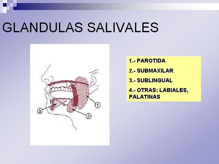 GLANDULAS SALIVALES 1. - PAROTIDA 2. - SUBMAXILAR 3. - SUBLINGUAL 4. - OTRAS: