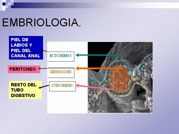 EMBRIOLOGIA. PIEL DE LABIOS Y PIEL DEL CANAL PERITONEO RESTO DEL TUBO DIGESTIVO 