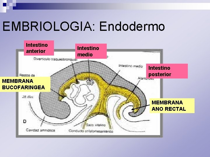 EMBRIOLOGIA: Endodermo Intestino anterior Intestino medio Intestino posterior MEMBRANA BUCOFARINGEA MEMBRANA ANO RECTAL 