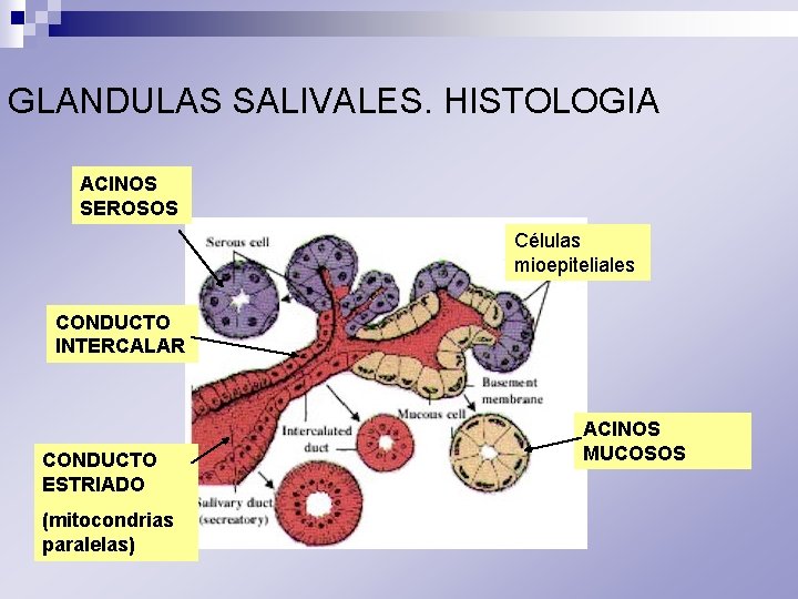 GLANDULAS SALIVALES. HISTOLOGIA ACINOS SEROSOS Células mioepiteliales CONDUCTO INTERCALAR CONDUCTO ESTRIADO (mitocondrias paralelas) ACINOS