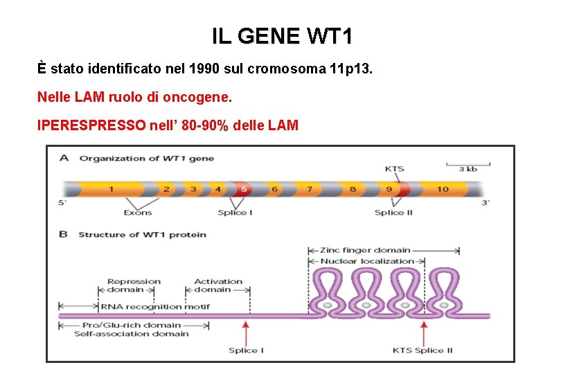 IL GENE WT 1 È stato identificato nel 1990 sul cromosoma 11 p 13. IL GENE WT 1 È stato identificato nel 1990 sul cromosoma 11 p 13.
