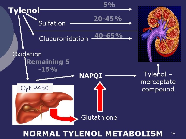 5% Tylenol 20 -45% Sulfation Glucuronidation Oxidation Remaining 5 -15% 40 -65% NAPQI Cyt