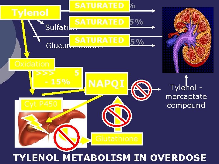Tylenol SATURATED 5% SATURATED 20 -45% Sulfation SATURATED 40 -65% Glucuronidation Oxidation Remaining >>>