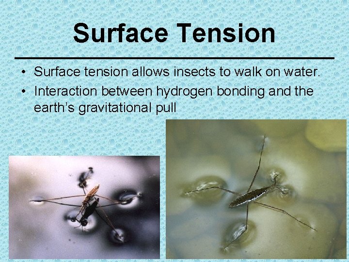 Surface Tension • Surface tension allows insects to walk on water. • Interaction between