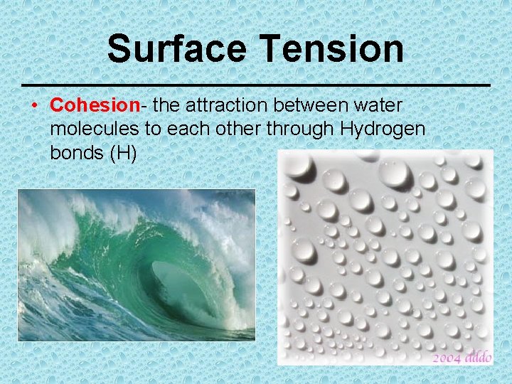 Surface Tension • Cohesion- the attraction between water molecules to each other through Hydrogen