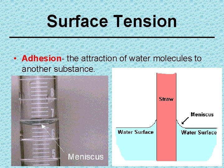 Surface Tension • Adhesion- the attraction of water molecules to another substance. 