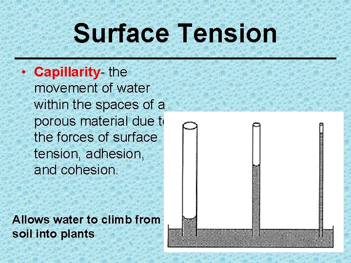 Surface Tension • Capillarity- the movement of water within the spaces of a porous