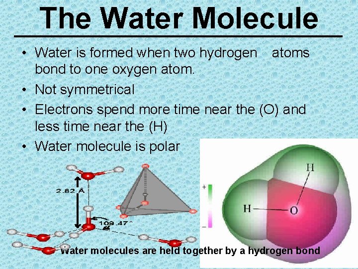 The Water Molecule • Water is formed when two hydrogen atoms bond to one