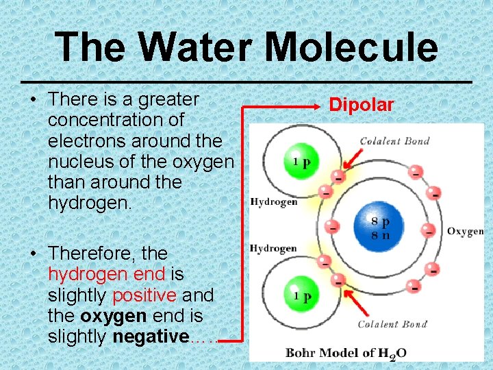 The Water Molecule • There is a greater concentration of electrons around the nucleus