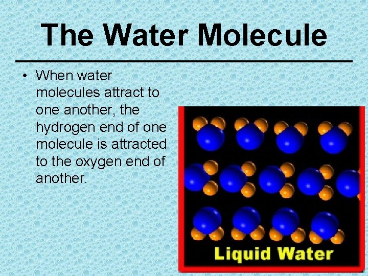 The Water Molecule • When water molecules attract to one another, the hydrogen end