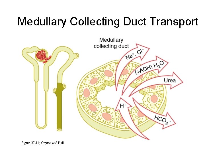 Medullary Collecting Duct Transport Figure 27 -11; Guyton and Hall 