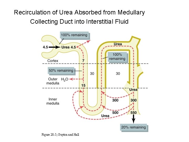 Recirculation of Urea Absorbed from Medullary Collecting Duct into Interstitial Fluid Figure 28 -5;