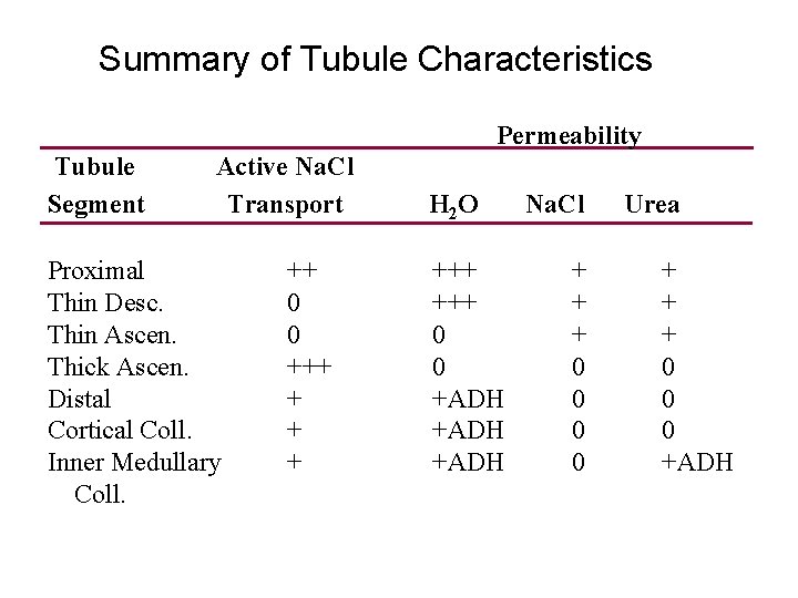 Summary of Tubule Characteristics Permeability Tubule Segment Active Na. Cl Transport Proximal Thin Desc.