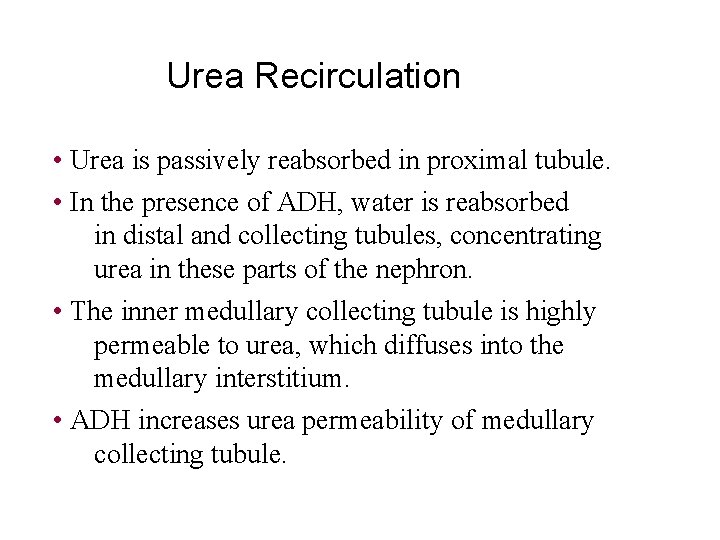 Urea Recirculation • Urea is passively reabsorbed in proximal tubule. • In the presence