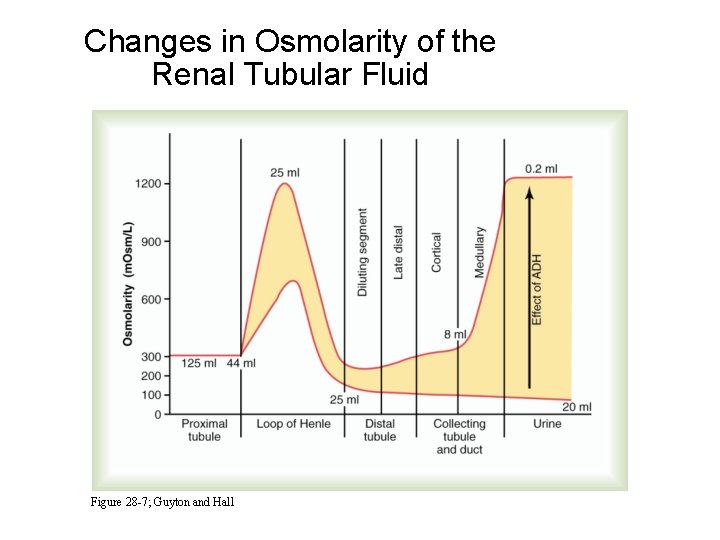Changes in Osmolarity of the Renal Tubular Fluid Figure 28 -7; Guyton and Hall