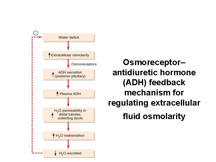 Osmoreceptor– antidiuretic hormone (ADH) feedback mechanism for regulating extracellular fluid osmolarity 