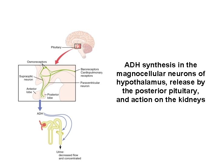 ADH synthesis in the magnocellular neurons of hypothalamus, release by the posterior pituitary, and
