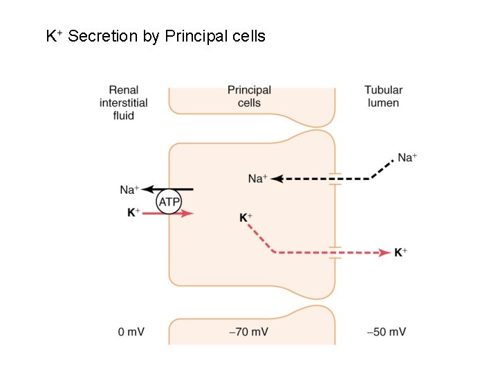 K+ Secretion by Principal cells 