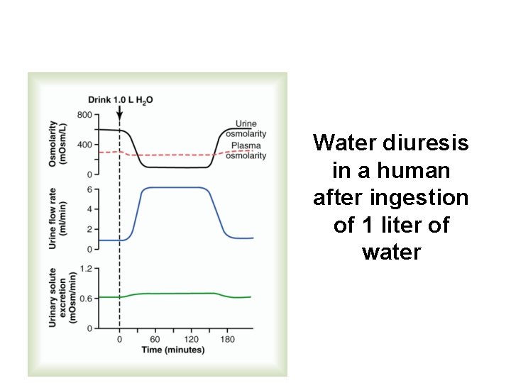 Water diuresis in a human after ingestion of 1 liter of water 