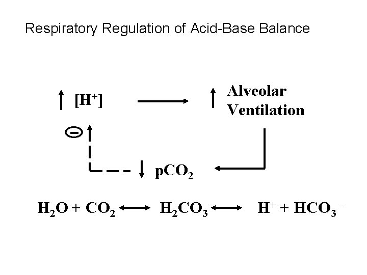 Respiratory Regulation of Acid-Base Balance Alveolar Ventilation [H+] p. CO 2 H 2 O