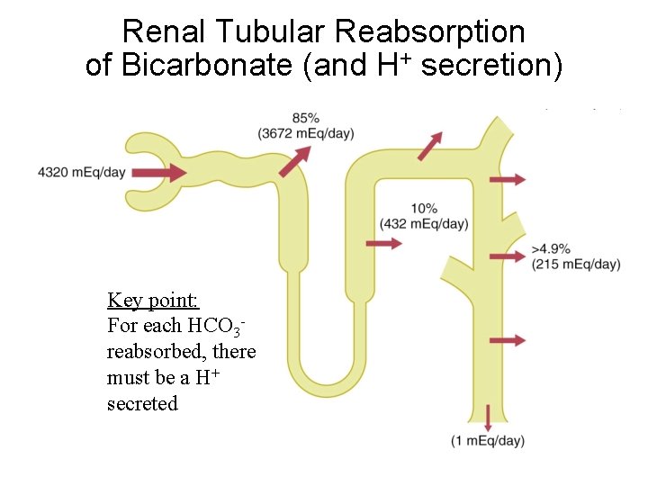 Renal Tubular Reabsorption of Bicarbonate (and H+ secretion) Key point: For each HCO 3