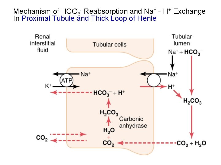 Mechanism of HCO 3 - Reabsorption and Na+ - H+ Exchange In Proximal Tubule